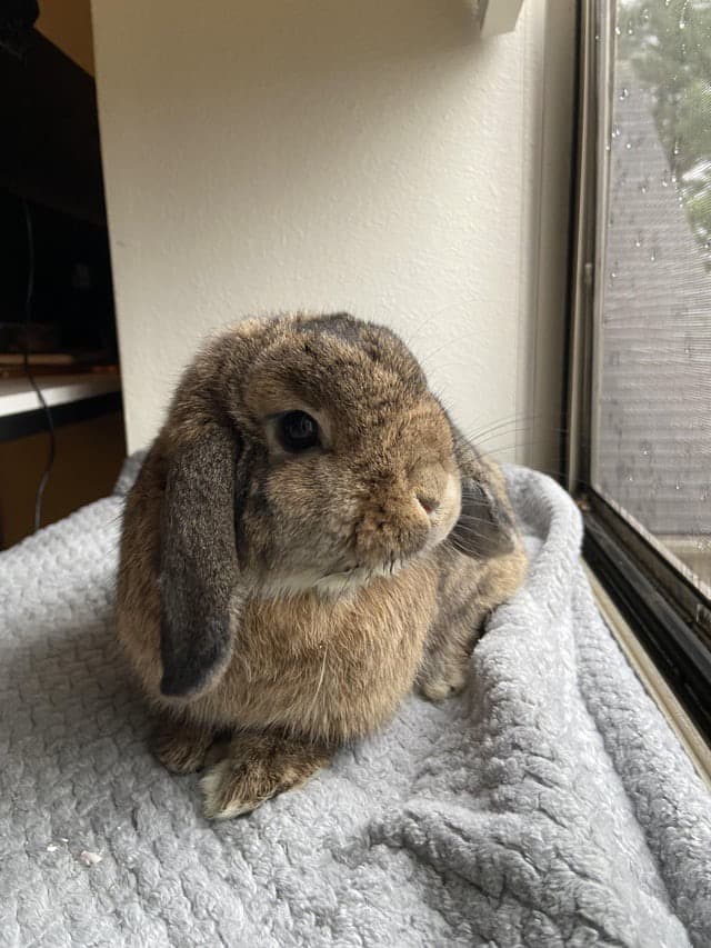 Picture of a pet bunny
